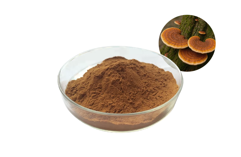Best Reishi Mushroom Extract